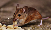 24 Hour & Emergency Exterminators in Mangohick, VA